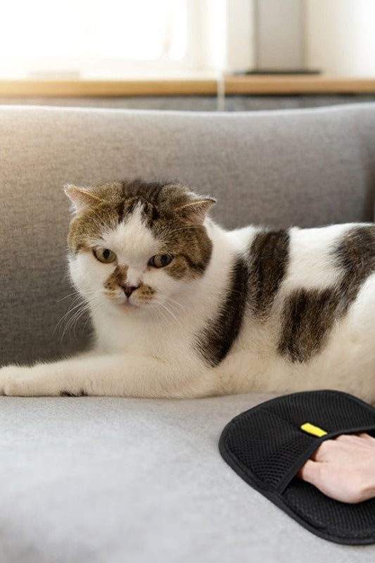 3 - in - 1 Pet Hair Removal Gloves – Grooming, Deshedding & Surface Cleaner - FurBegone